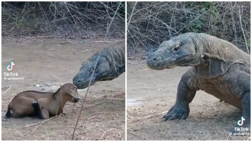 Dragão-de-komodo ataca novamente! réptil aparece devorando presa