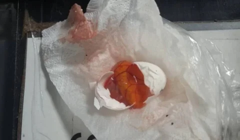 Passageira é vista com ‘ovos de codorna’ escondidos em sutiã no PR