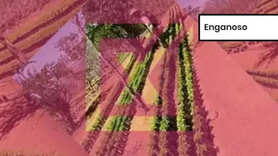 Projeto Comprova: Post engana ao associar ao MST plantação de maconha na Bahia