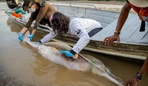 Seca já deixou mais de 141 botos mortos no interior do AM