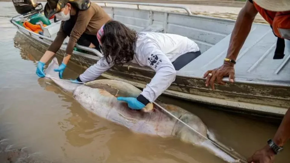 Seca já deixou mais de 141 botos mortos no interior do AM