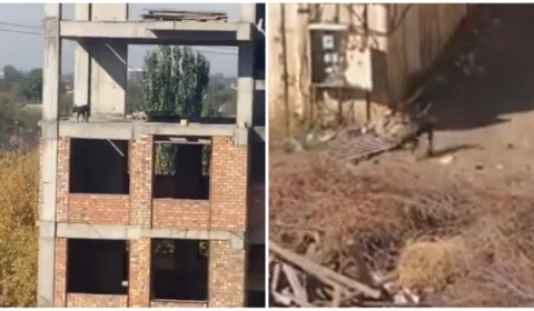 VÍDEO: cachorro pula do 4° andar e surpreende ao andar normalmente