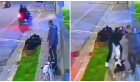 VÍDEO: cachorro salva dono de assalto durante passeio em rua de SP