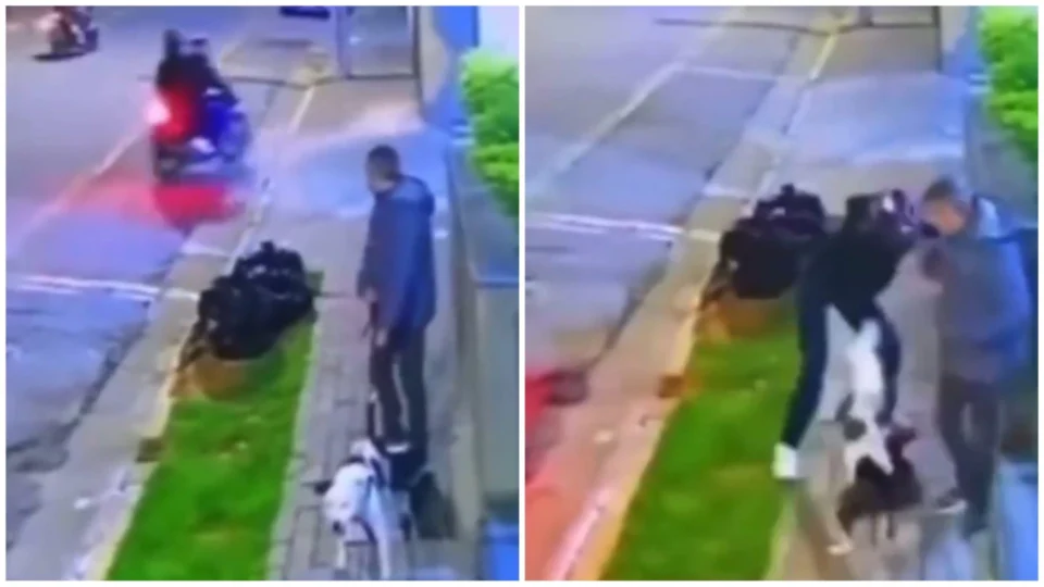 VÍDEO: cachorro salva dono de assalto durante passeio em rua de SP