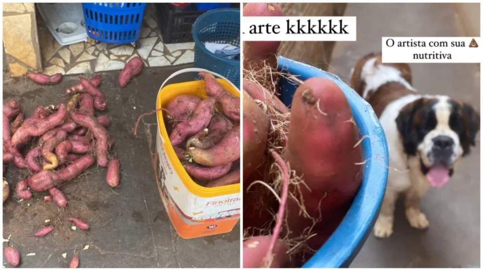 VÍDEO: casal encontra plantação de batata cultivada por cães em seu quintal