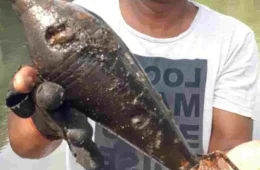 VÍDEO: homem pesca granada morteiro no fundo do rio Guaporé, no MT