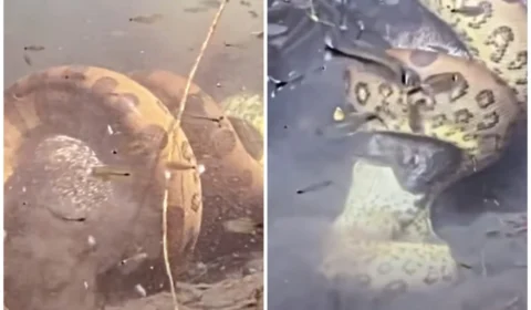 VÍDEO: sucuri é flagrada abocanhando porco selvagem em rio do MS