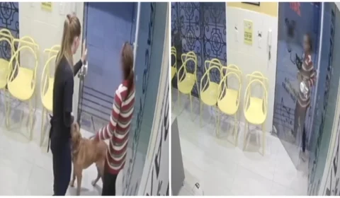 VÍDEO: tutora abandona cachorro em clínica veterinária de São Paulo