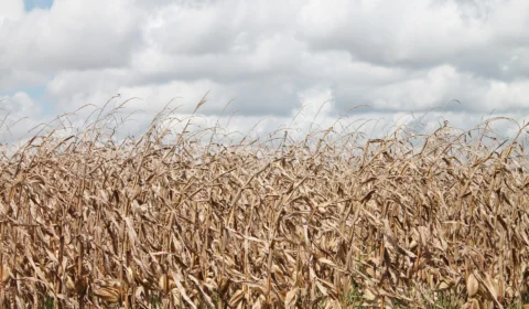 Publicado decreto para o desenvolvimento agropecuário e agroindustrial do Matopiba