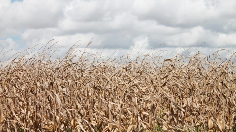 Publicado decreto para o desenvolvimento agropecuário e agroindustrial do Matopiba