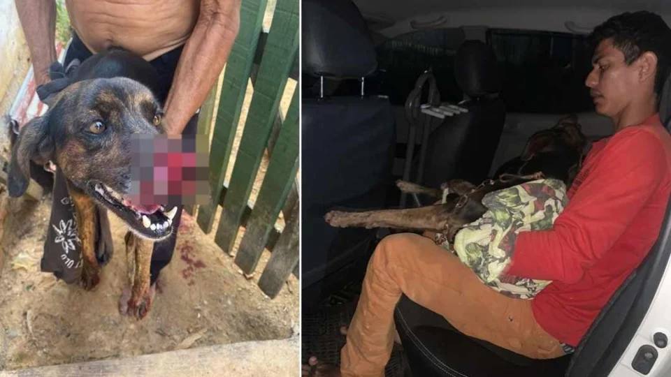Cachorro leva ‘terçadada’ no focinho e suspeito é preso no interior do Acre