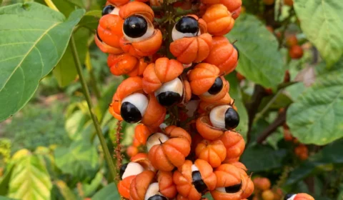 Manacapuru-AM contará com Unidade Demonstrativa do Guaraná; confira