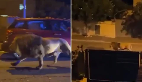 Leão aterroriza moradores em ruas da Itália após fugir do circo; veja vídeo