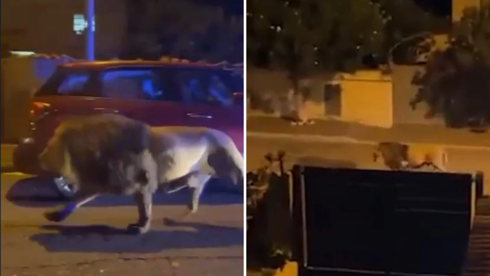 Leão aterroriza moradores em ruas da Itália após fugir do circo; veja vídeo
