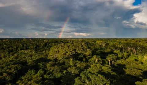 Para reduzir desmatamento, Acre lança planos de proteção ao meio ambiente