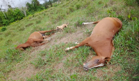 Raios provocam três casos de morte de animais em menos de uma semana no Acre