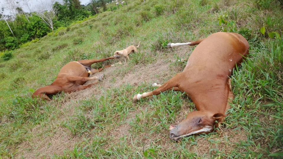 Raios provocam três casos de morte de animais em menos de uma semana no Acre