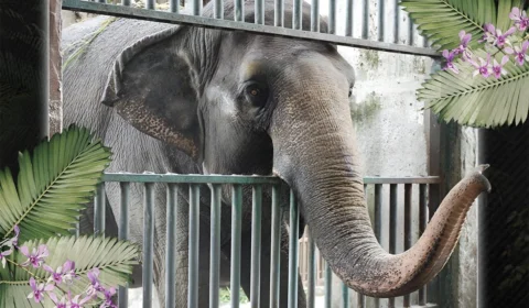 Morre Mali, considerada uma das elefantas ‘mais tristes’ do mundo