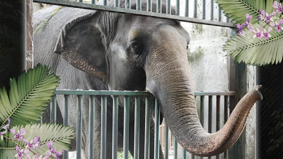Morre Mali, considerada uma das elefantas ‘mais tristes’ do mundo