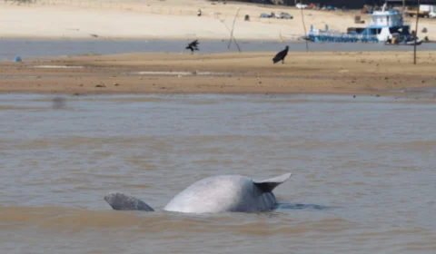 Seca no AM: mais 70 carcaças de botos são encontradas em Coari