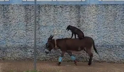 VÍDEO: passeio inusitado de cachorro e burro é registrado no interior de SP