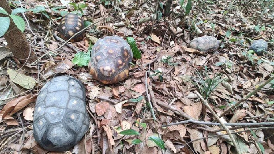 Pássaros e quelônios são devolvidos ao habitat no Amazonas