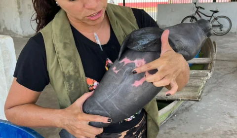 Filhote de peixe-boi é resgatado por pescadores em Parintins-AM