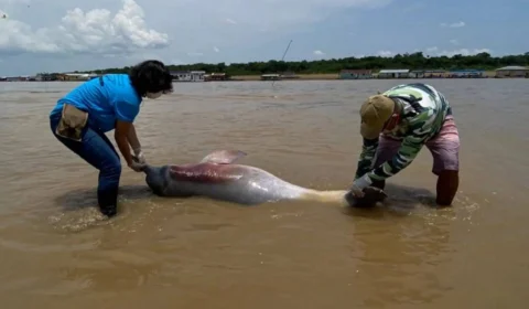Seca no AM: número de botos mortos sobe para 98 em Coari