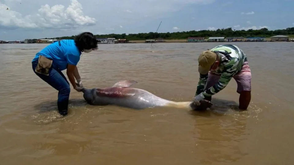 Seca no AM: número de botos mortos sobe para 98 em Coari