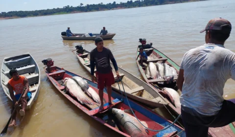 Base arpão apreende 8 toneladas de pirarucu ilegal em Coari-AM