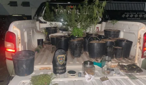 Homem que cultivava maconha é preso em zona rural do Tocantins