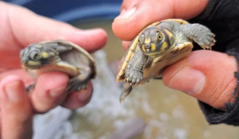 VÍDEO: período de eclosão de quelônios inicia no Amazonas