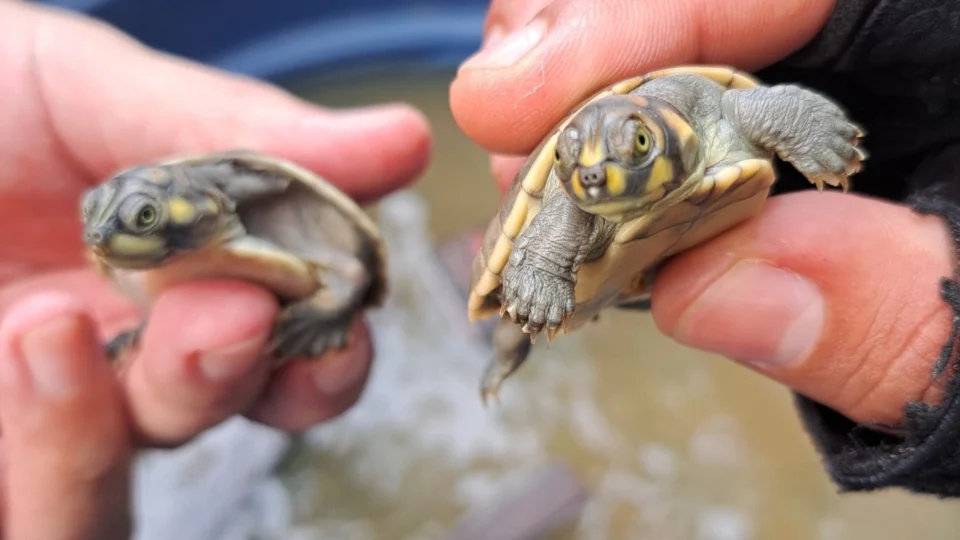 VÍDEO: período de eclosão de quelônios inicia no Amazonas