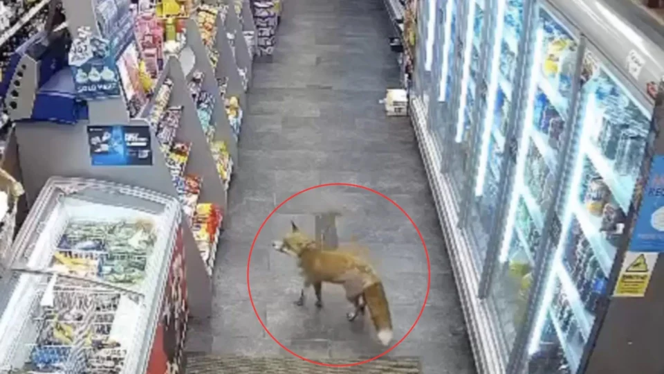 VÍDEO: câmera flagra raposa roubando chocolate dentro de loja no Reino Unido