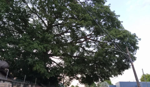 Corte de 3 samaúmas repercute de forma negativa em Roraima
