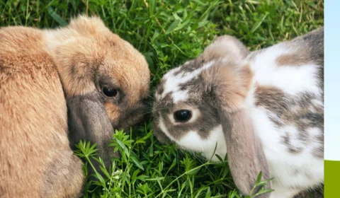 Importação de produtos testados em animais pode ser proibida no Brasil