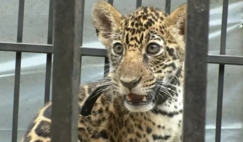 VÍDEO: fazendeiro faz entrega voluntária de filhote de onça-pintada em TO