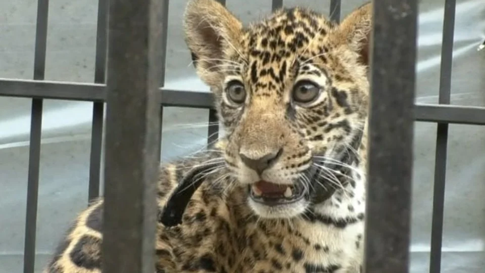 VÍDEO: fazendeiro faz entrega voluntária de filhote de onça-pintada em TO