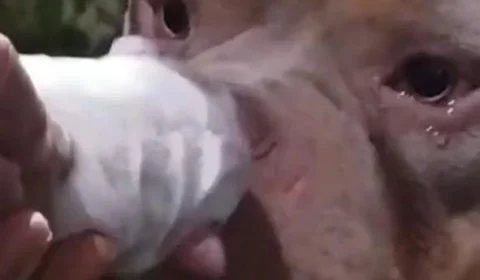 VÍDEO: Pitbull chora ao ver filhote e viraliza na internet