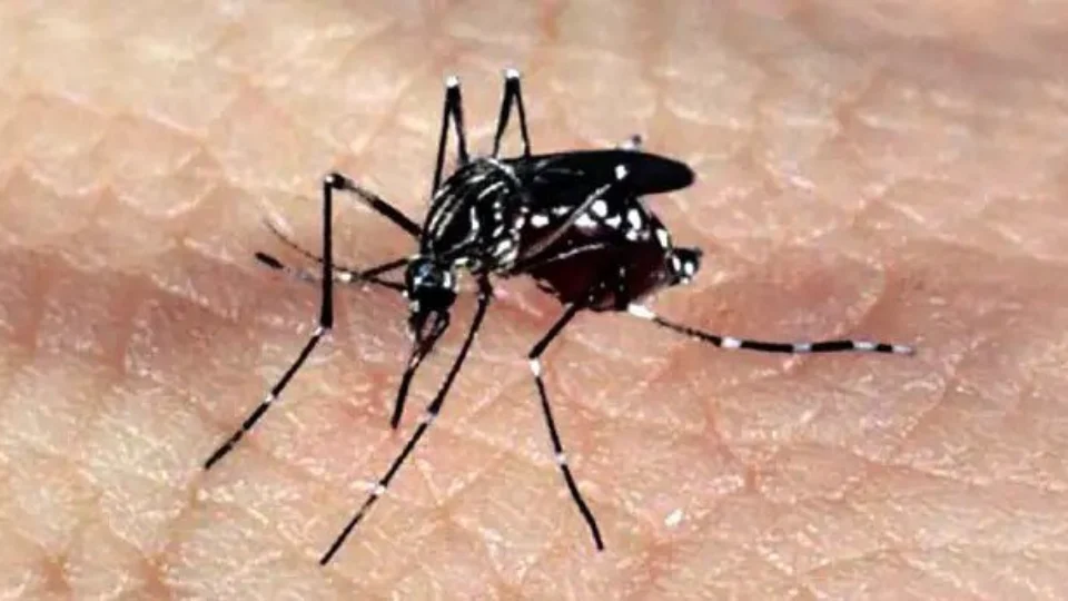 Brasil registra mais de 1,5 milhão de casos de dengue em 2023