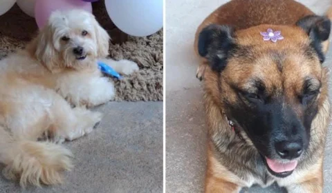 Cães morrem após serem esquecidos em carro de pet shop em São Paulo