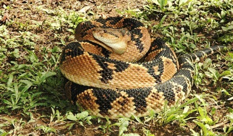 Lavrador no AM é picado pela cobra ‘mais peçonhenta das Américas’; saiba mais