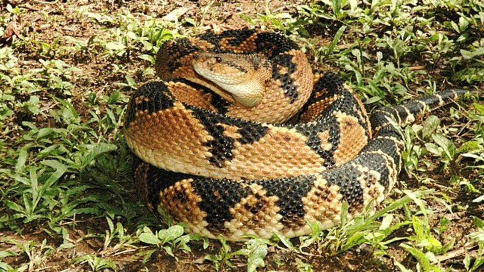 Lavrador no AM é picado pela cobra ‘mais peçonhenta das Américas’; saiba mais