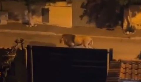 VÍDEO: cidade na Itália emite alerta após leão escapar de circo