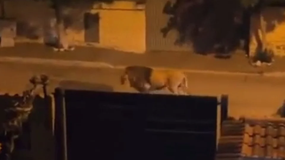 VÍDEO: cidade na Itália emite alerta após leão escapar de circo