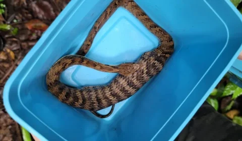 Moradora de SC flagra cobra engolindo sapo em área de serviço; veja