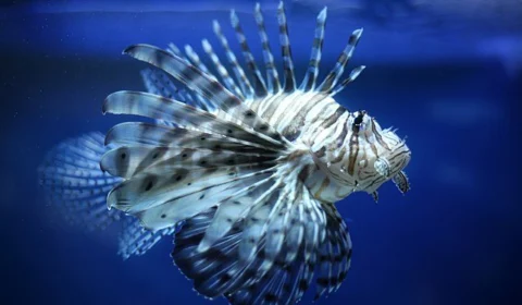 Sem predador, o Peixe-leão avança em 8 estados brasileiros; confira