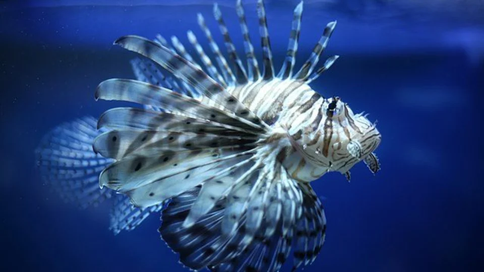 Sem predador, o Peixe-leão avança em 8 estados brasileiros; confira