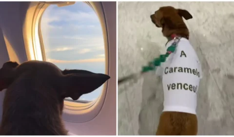 VÍDEO: cadelinha caramelo viraliza ao ‘narrar’ mudança com tutores para NY