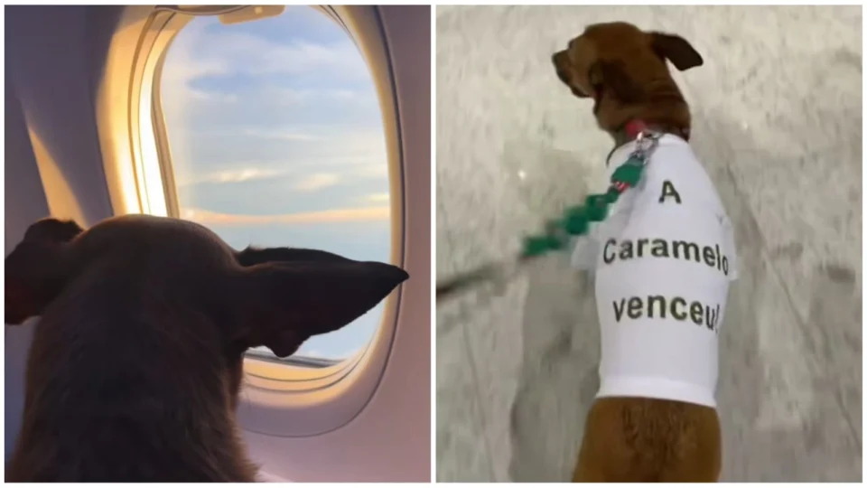 VÍDEO: cadelinha caramelo viraliza ao ‘narrar’ mudança com tutores para NY